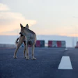Dog Alone Getty Images