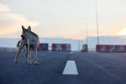 Dog Alone Getty Images