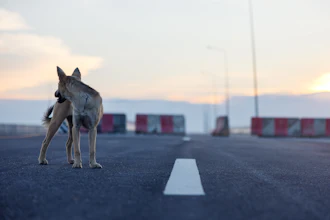 Dog Alone Getty Images