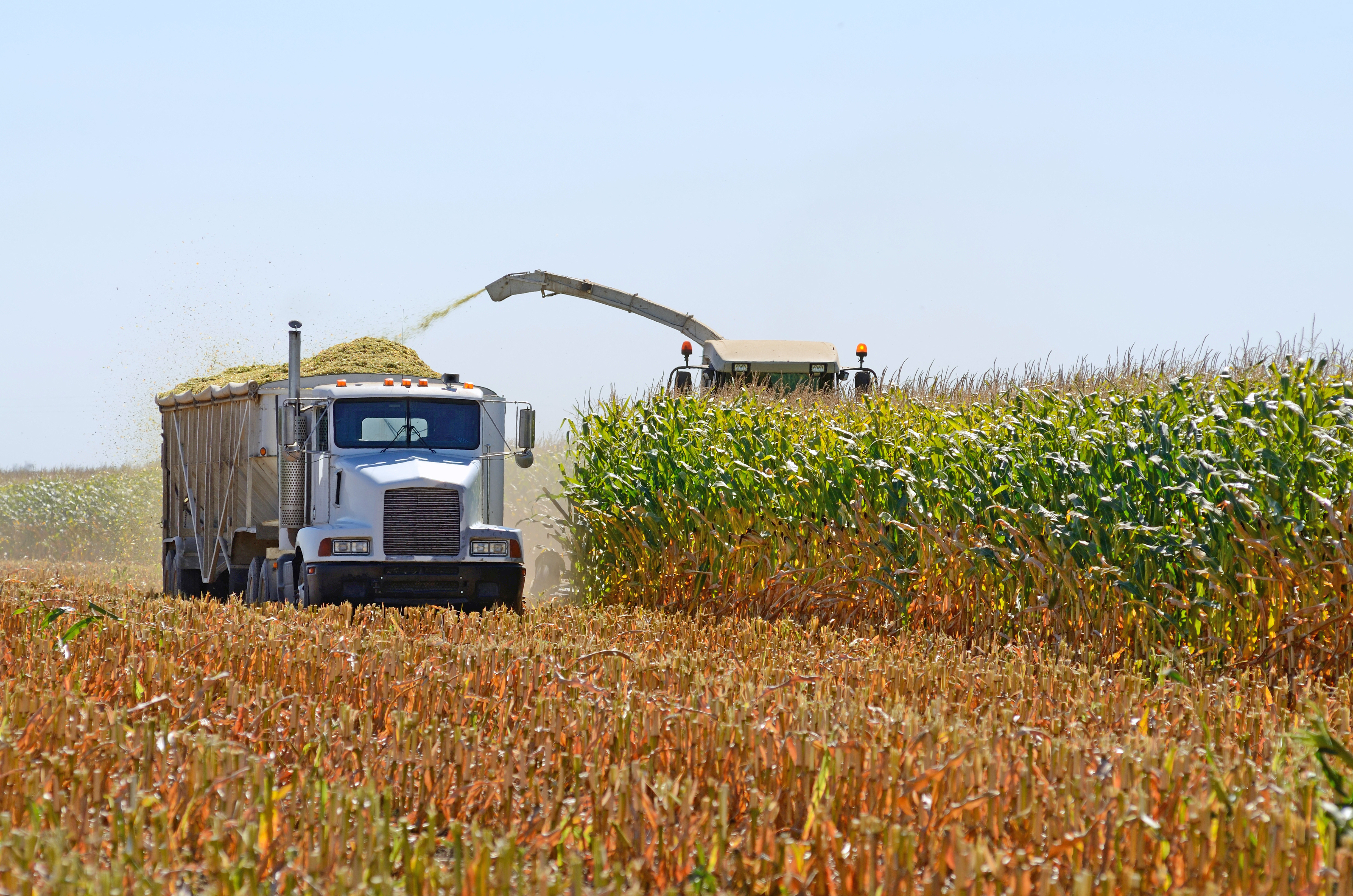 Combine harvester and grain truck harvesting corn in agricultural field